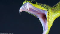 Veneno de cobra: OMS alerta para escassez
