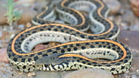Veneno de serpente rara pode virar analgésico