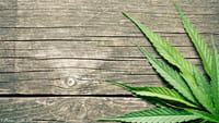 Maconha pode gerar infertilidade em homens