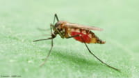Aedes pode transmitir três doenças por picada