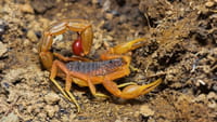Brasil registrou 140 mil ataques de escorpião