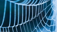 Teia de aranha pode reconstruir tecido cardíaco