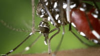 Dengue, zika e chikungunya mataram 794