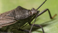 Chagas: crescem mortes na fase sem sintomas