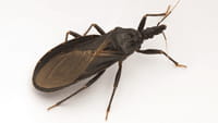 Composto da uva pode tratar Doença de Chagas