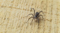 Instituto Butantan cria pomada para picada de aranha