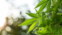 Google bane aplicativos que vendem maconha