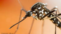 Brasil registra quase 600 mil casos de dengue