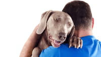 Cachorros entendem humanos, diz pesquisa