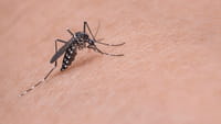 Epidemia de microcefalia deve se espalhar