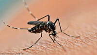 Mortes por dengue triplicam no primeiro semestre