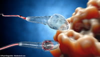 Cientistas criam teste rápido de fertilidade
