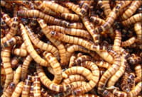 Fome na África é combatida com larvas