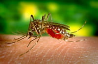 Proteína é a causa da dengue hemorrágica