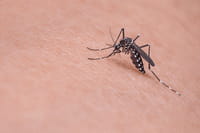 Anvisa aprova novo teste de zika