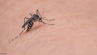 Brasil já tem mais de 200 mil casos de dengue