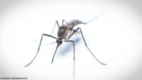 OMS comprova relação de zika e Guillain-Barré