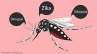 Casos de zika, dengue e chikungunya caem