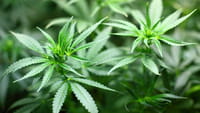 Anvisa libera importação de produtos com CBD