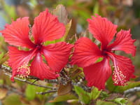 Hibisco pode ajudar a prevenir câncer