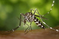 Vírus chikungunya pode causar encefalite