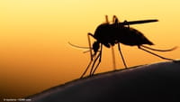 Casos de dengue dobraram em janeiro