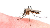 Metade das Américas ameaçada por dengue e zika