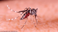 Pimenta nacional é arma contra o Aedes aegypti