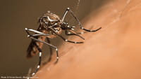 Teste com Aedes modificado será feito no RJ